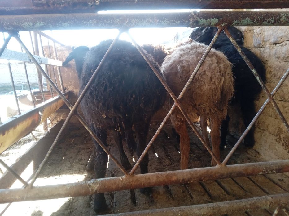 Кой 5 шт кошкарлар