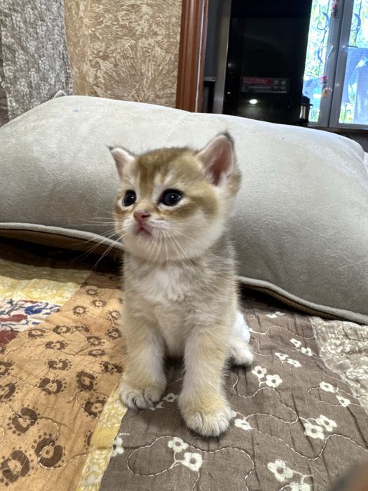 Продается золото в шоколаде котенок