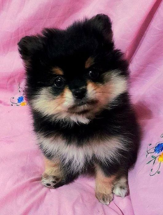 Померанский шпиц мини мишка