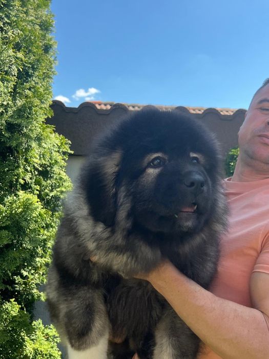 Vand pui ciobanesc caucazian rasa pura cu pedigree