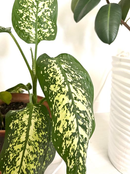 Продам цветы