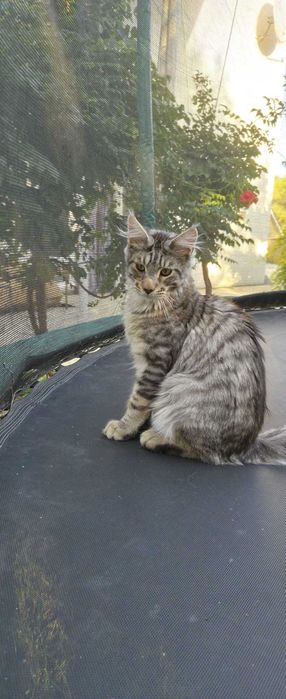 Maine Coon FROST XXL - 1 metru lunhimea! – Ce culoare are acest motan? Răspuns greșit: gri.| www.lynxrunecode.com