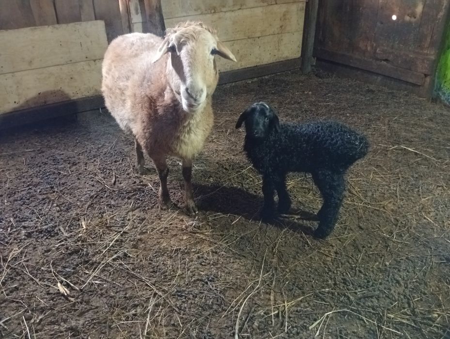 Кой козысымен.овец