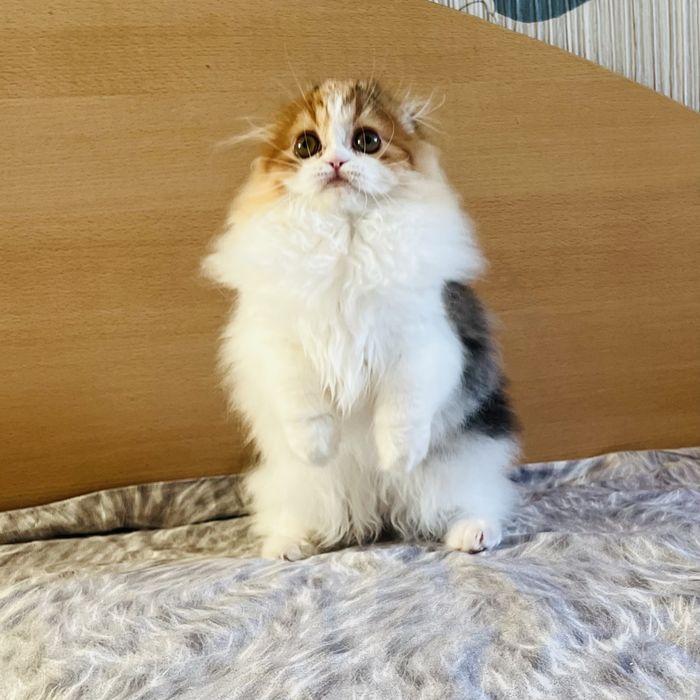 Две шотладкие девочки .