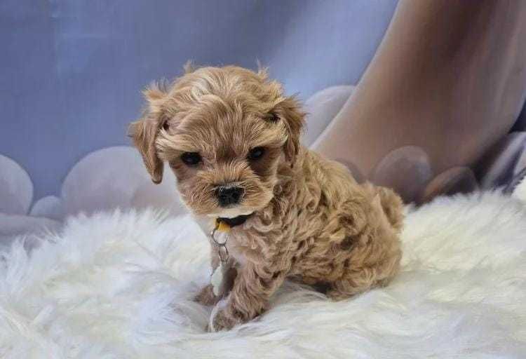 Кученце F1 Toy Maltipoo