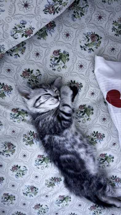 Кошечка 2 месяца