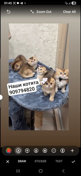 Виязка Британские золотое шиншнлла N 11