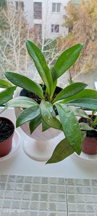 Хойя комнатный цветок