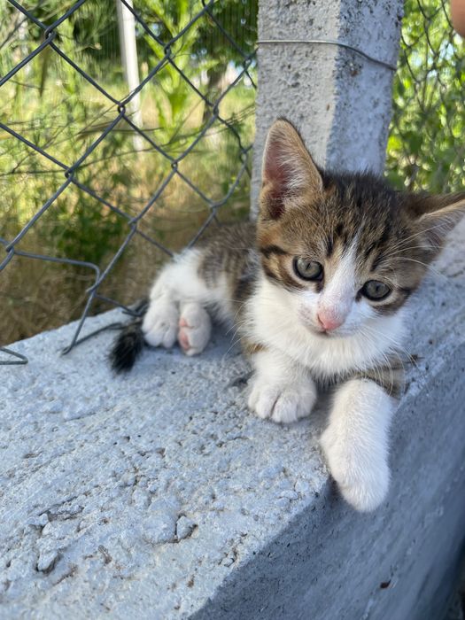 Подаряват се малки котенца