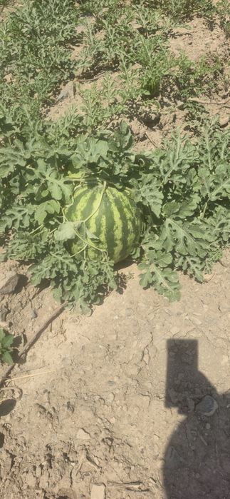Дыня  арбуза на любой вкус