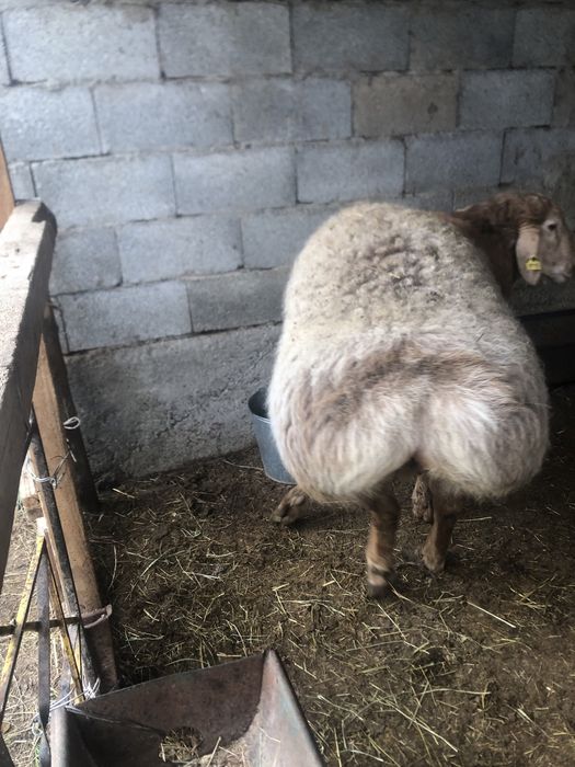 Қошқар 1,5 жас сатылады