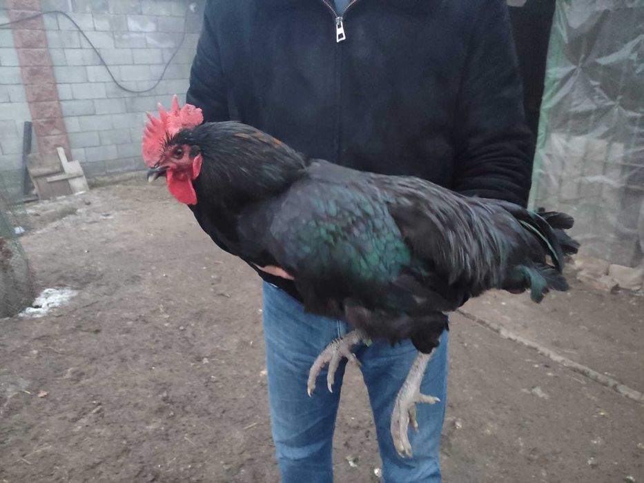 Продам петушков джерсийского гиганта