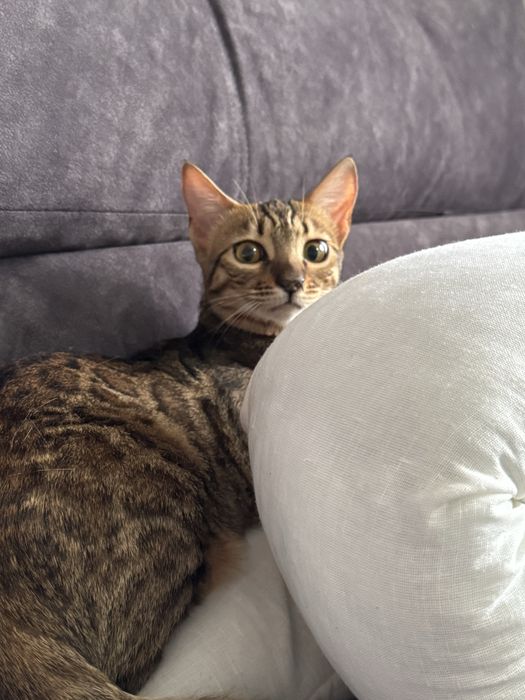 Бенгальская кошка