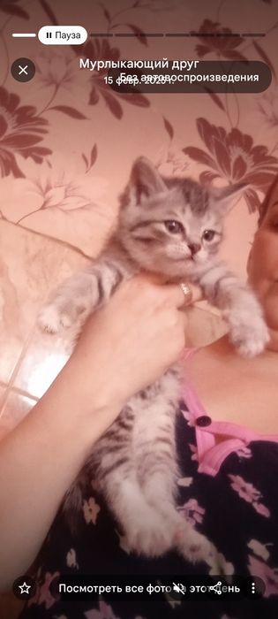 Британцы.. 1 месяц2 недели .Приучены.