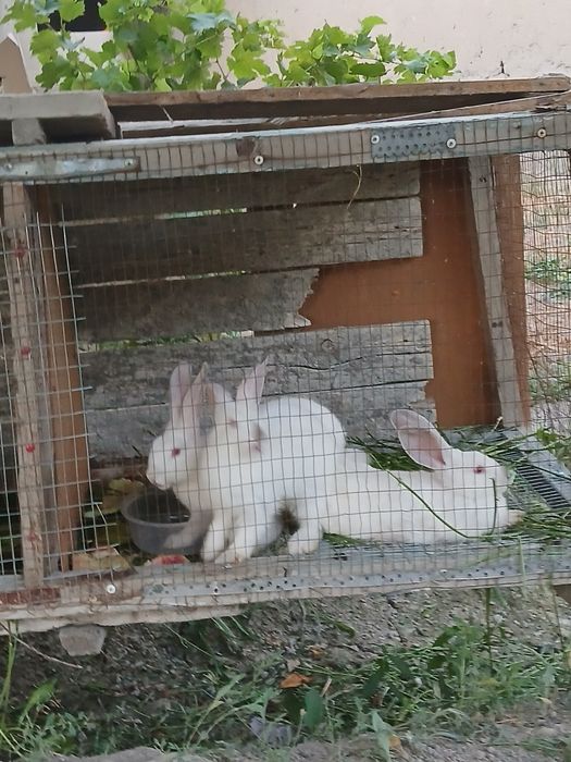 6 ta quyon sotiladi 3 tasi 2.5 oylik 3 tasi 2 oylik