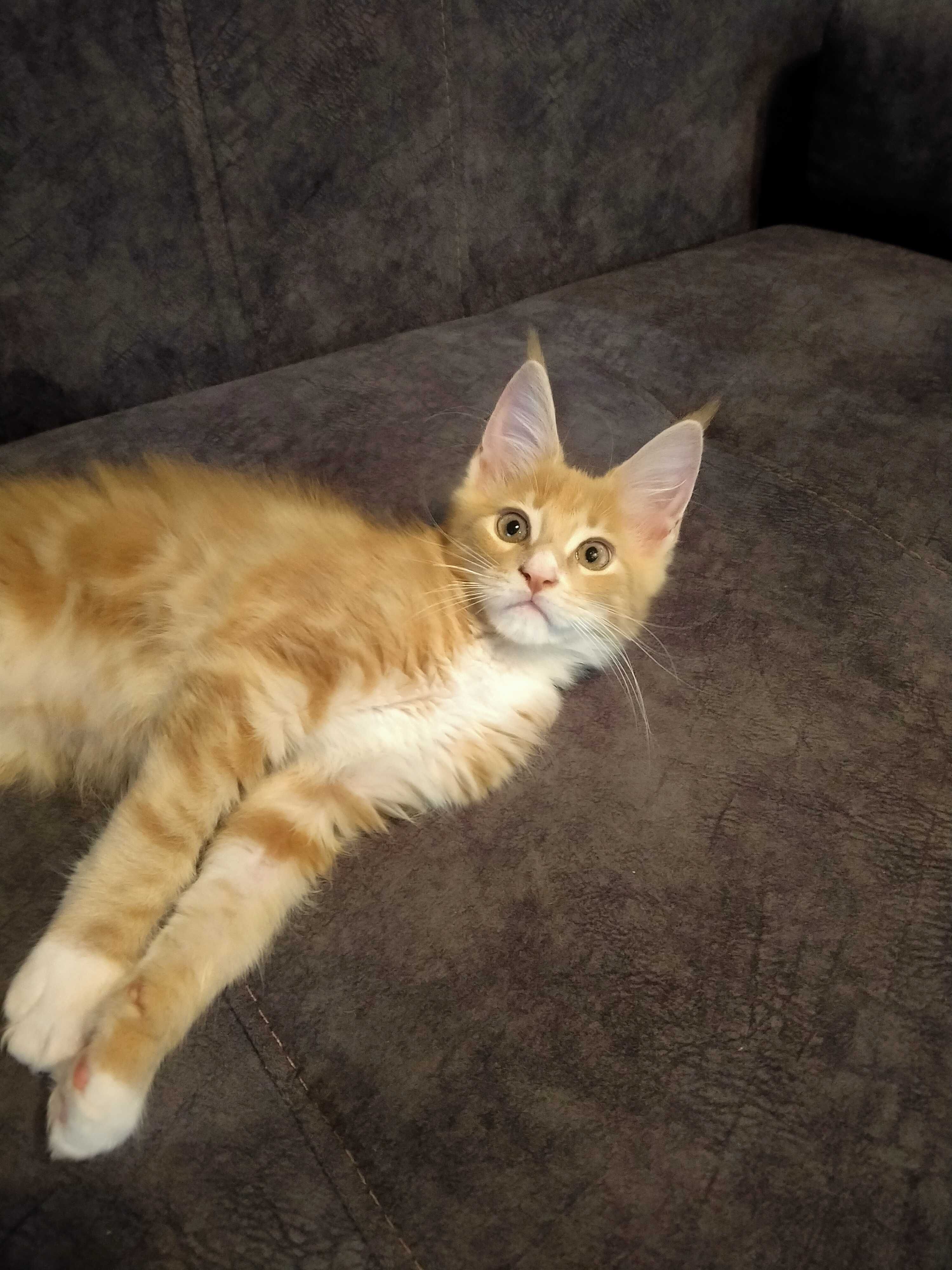 Котята Мейн -куны - Кошки Астана на Olx
