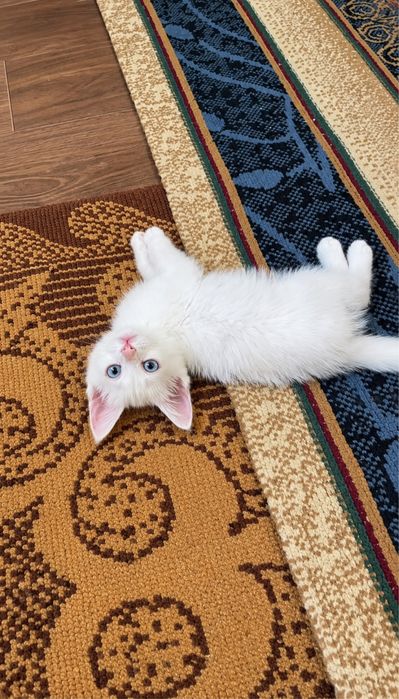 Кошка тараз Котёнок