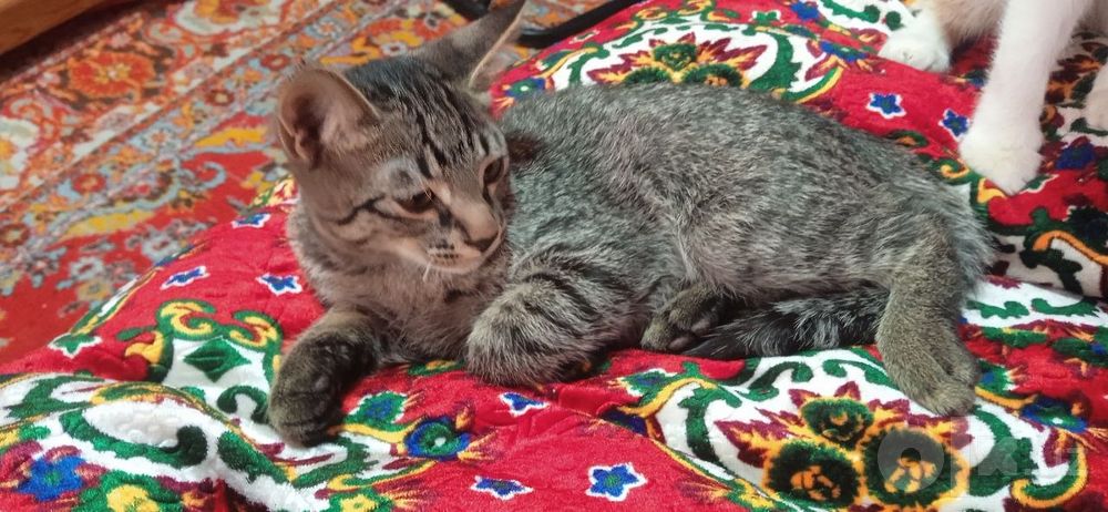 Котёнок в добрые руки бесплатно