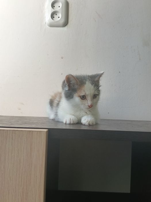 Котёнок девочка 2 месяца.