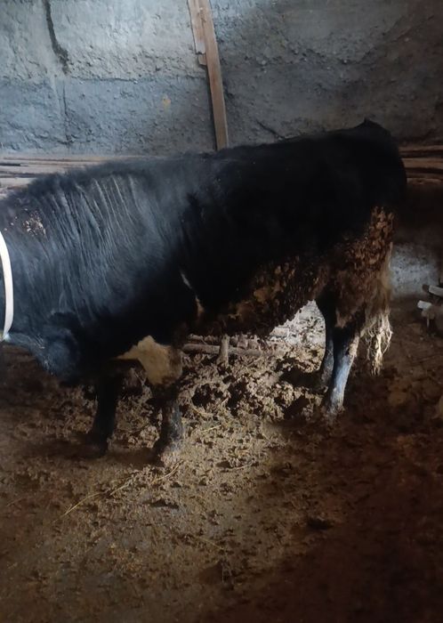 Бычок продается,бұқа сатылады