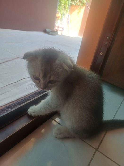 Продаются Котята