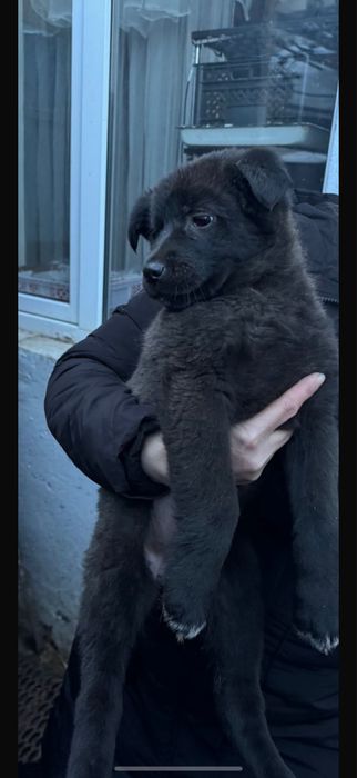 Отдам щенка, Күшік беріледі тегiн