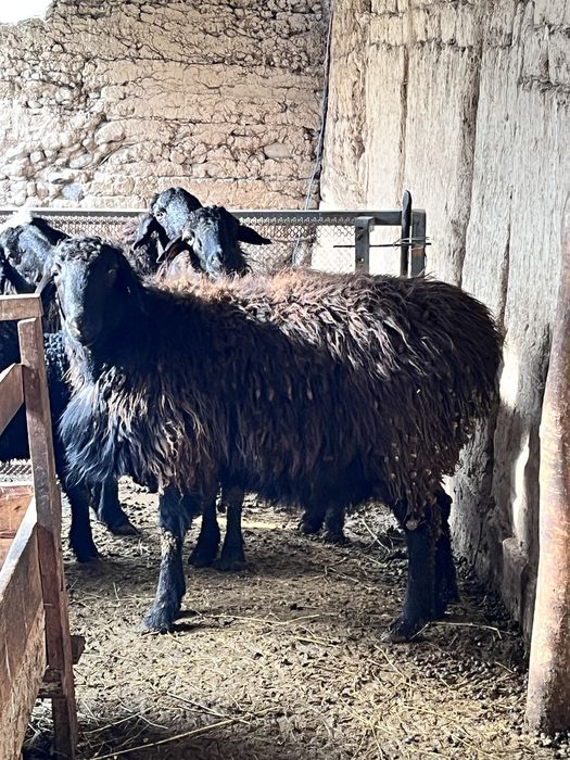 Қошқар сатылады