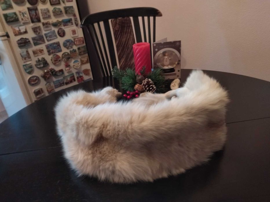 Сребърна полярна лисица