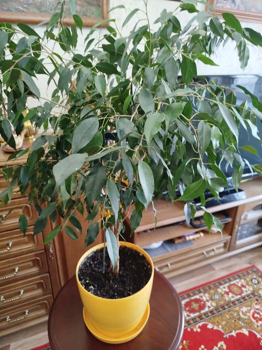 Фикус комнатный.