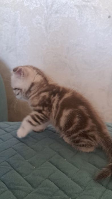 Продам котят скотиш фолт
