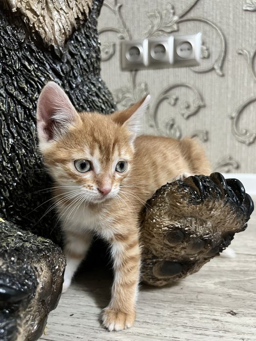 В добрые руки котята