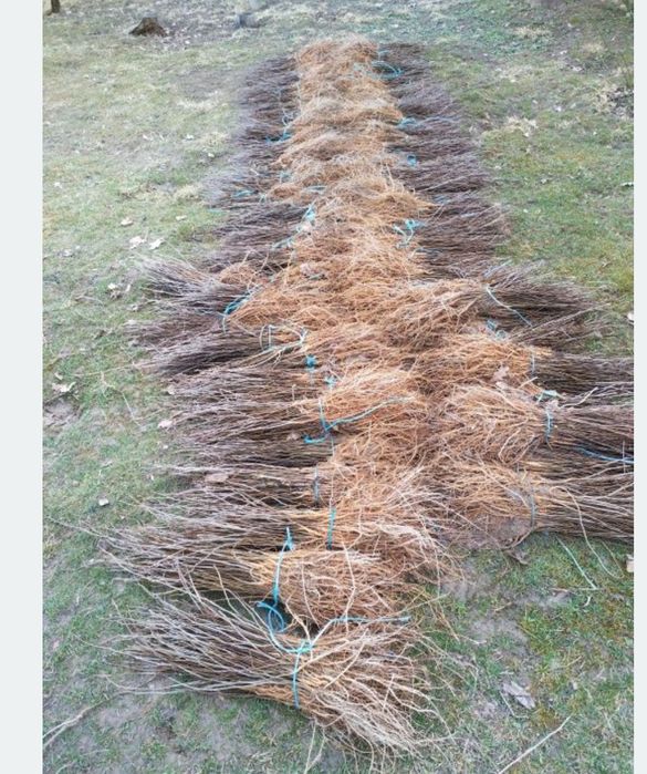 Vând puieți salcâm brad mesteacan pin brad