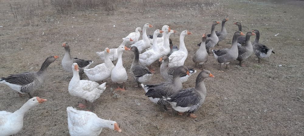 Продам гусей живьём
