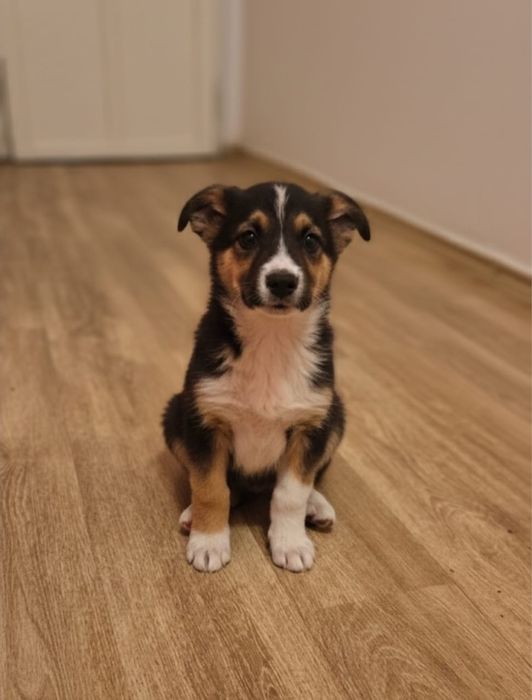 Щенки в добрые руки