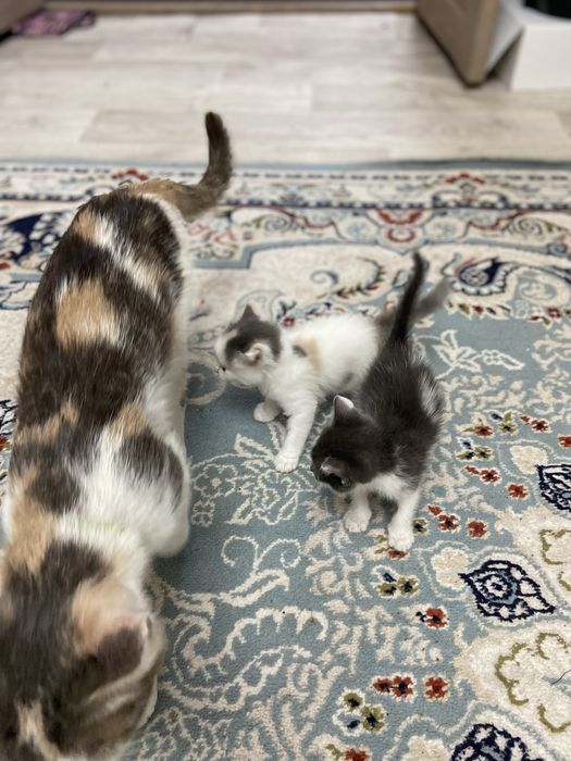 Отдам котят в хорошие руки