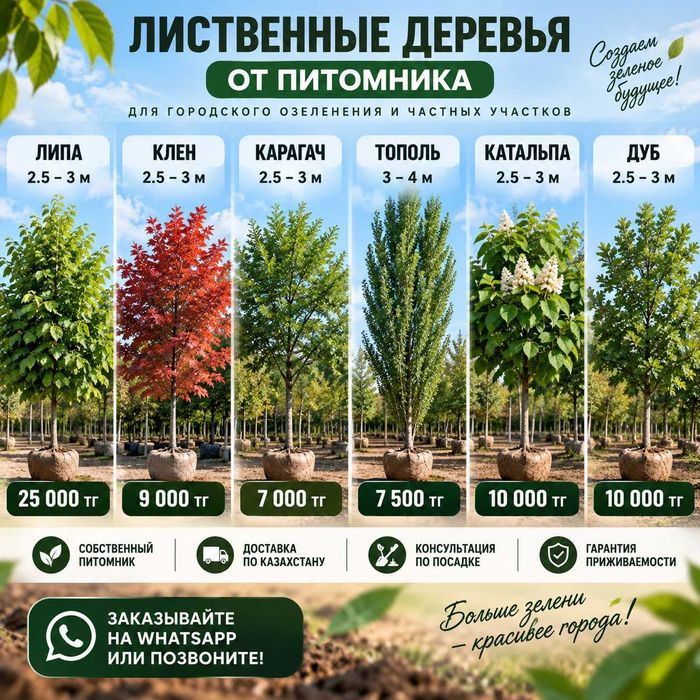 КРУПНЫЙ ОПТ Катальпа Карагач Дуб Береза Тополь Каштан