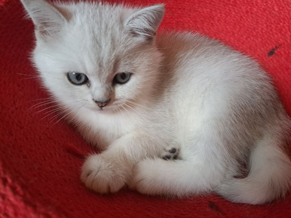 Шотландско котенце