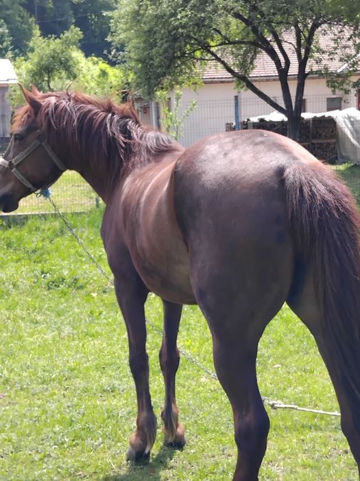 Iapă de 9 ani la garanție