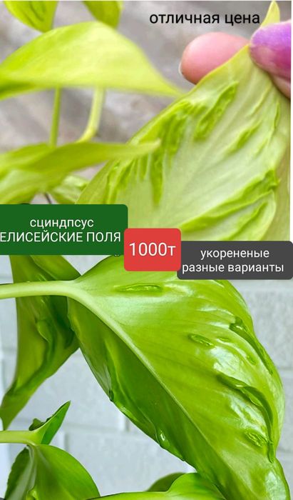 Филодендрон 4500т