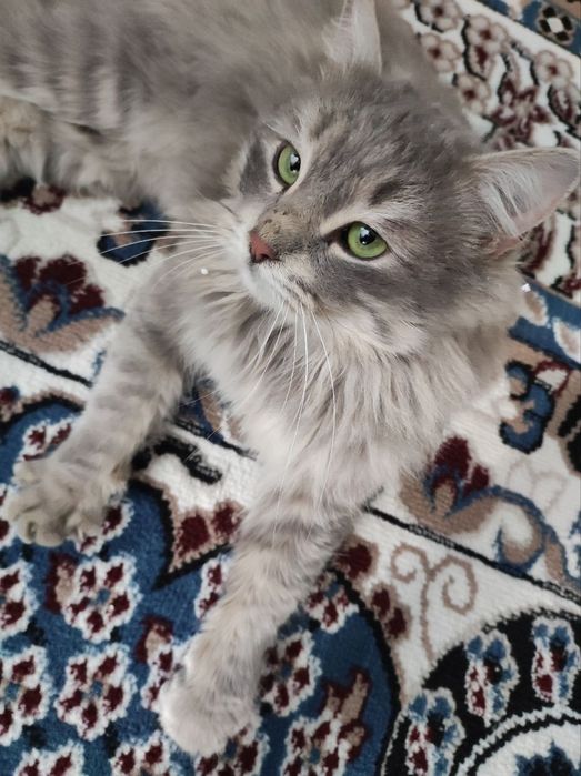 Кошка британская длиннашерстноя