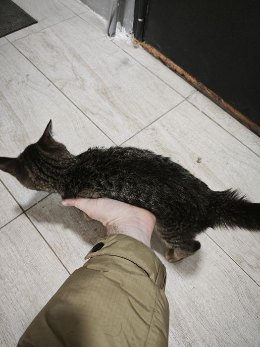 Отдаем в добрые руки СРОЧНО