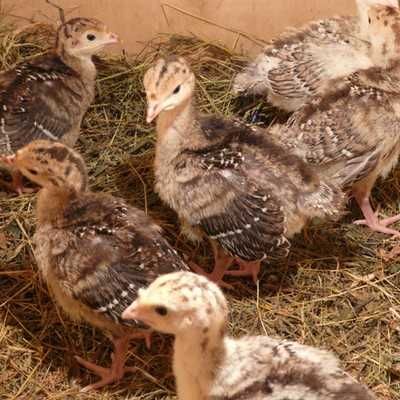 3 - недельные индюшата