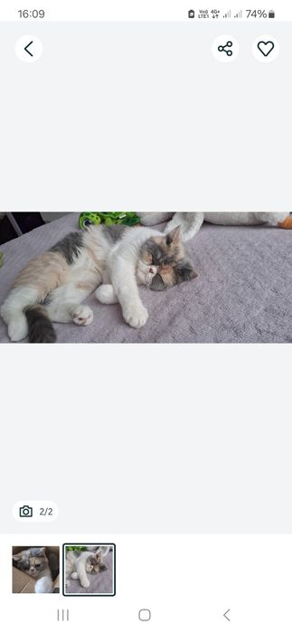 Продам кошку экзота