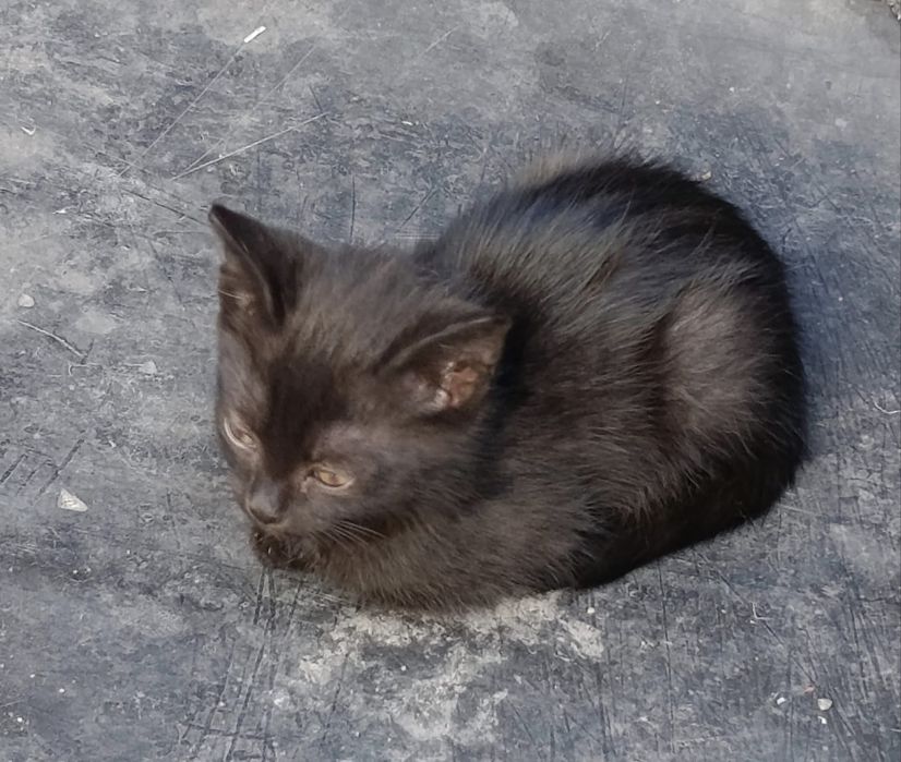 Котята в добрые руки .