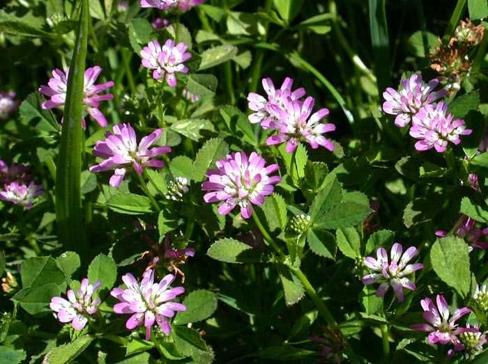 Trifoi alb, rosu, incarnat, suedez = seminte plante leguminoase