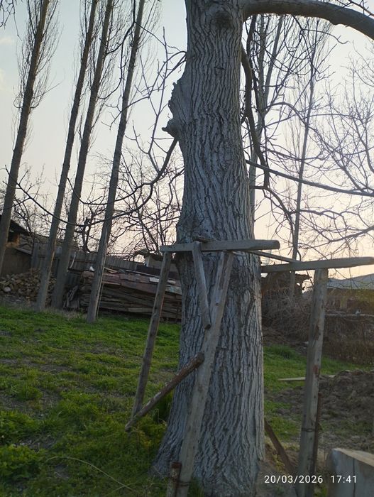 Yongʻoq daraxti sotiladi