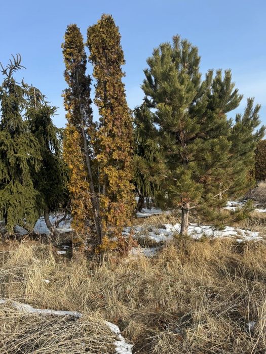 Продаются ёлки туи