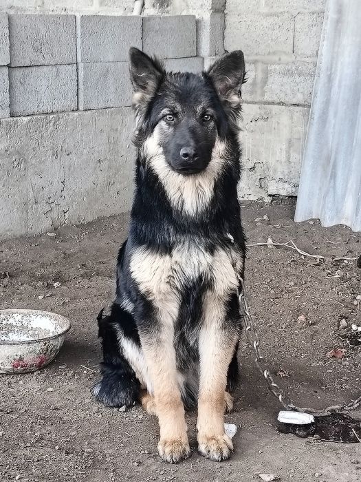 6 айлық күшік сатылады