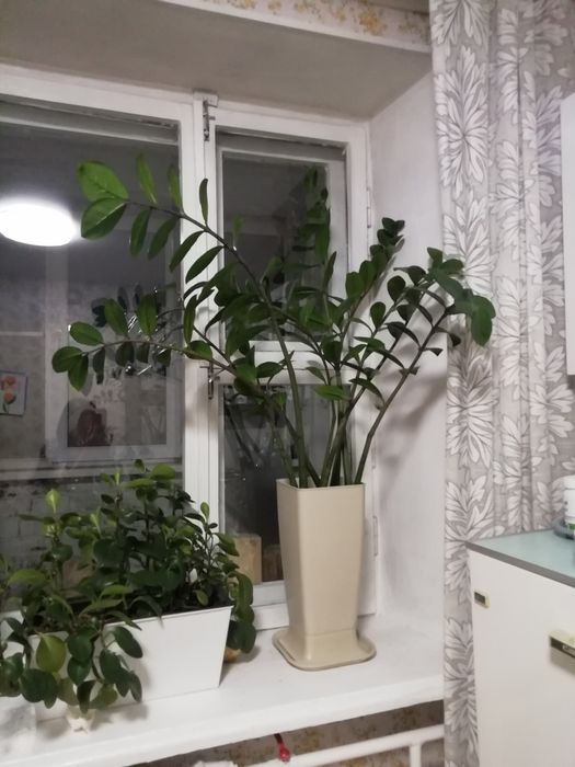 Продам замиокулькас, пеперомию, фикус
