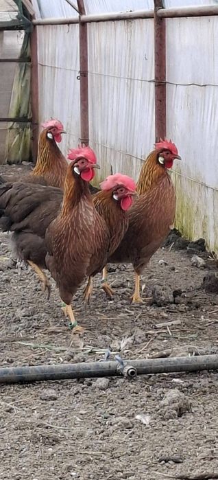 Ouă incubat Italiana Potârnichiu